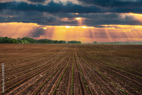 Green corn rows and waves of the agricultural fields of Ukraine. Dramatic sunset sky with sun rays. Agricultural background photo