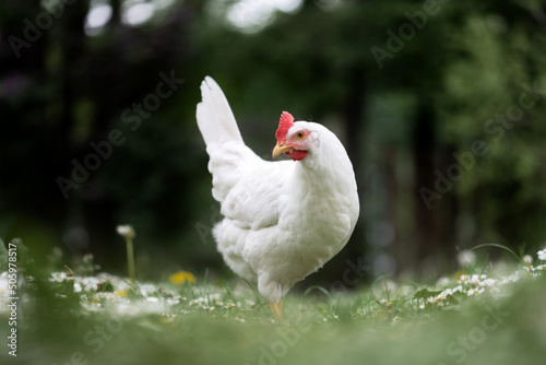 Fotomurale Free range white chicken leghorn breed in summer garden