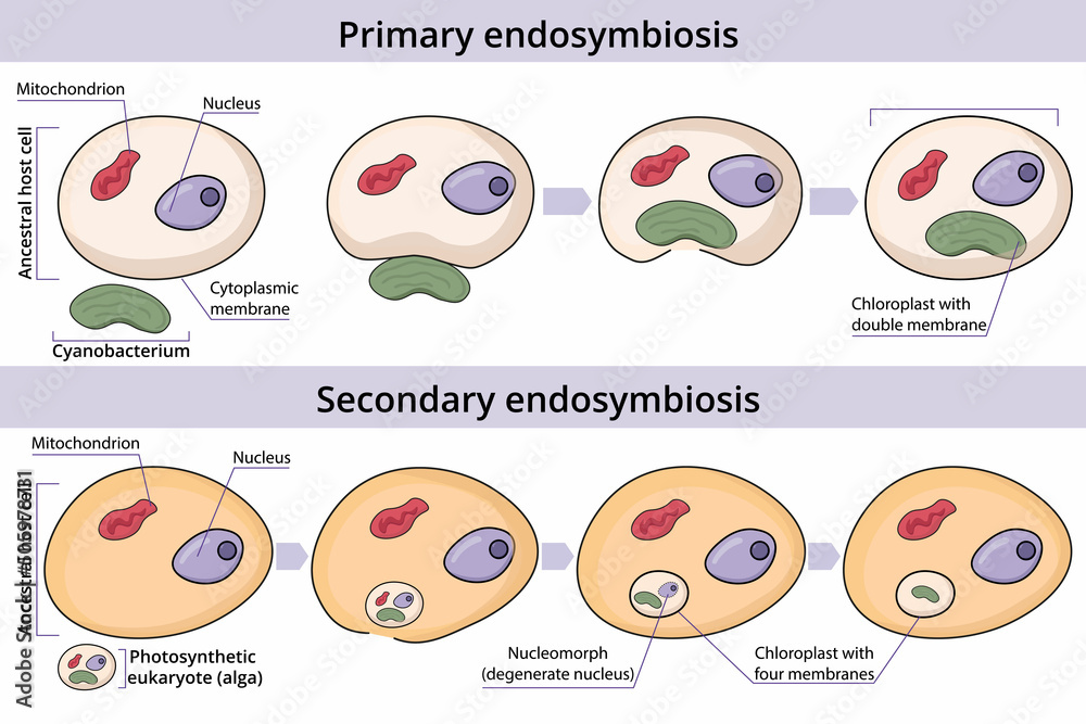 Process of primary and secondary endosymbiosis. Cell engulfs and