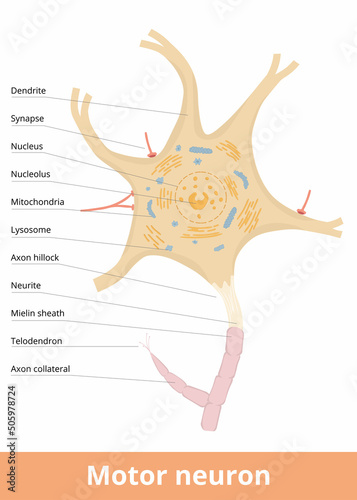 Detailed structure of motor neuron cell with myelin sheaths and telodendron. 