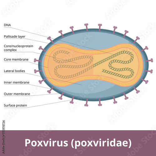 Poxvirus. General scheme of poxviridae, includinf dna, membrane, lateral body and surface proteins. photo