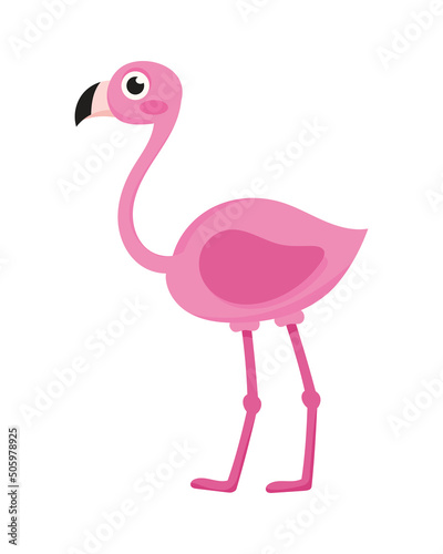 flamingo bird animal