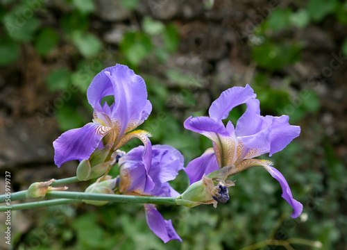Fotografía Wild Iris Mesopotamian (lat.- Iris mesopotamica)