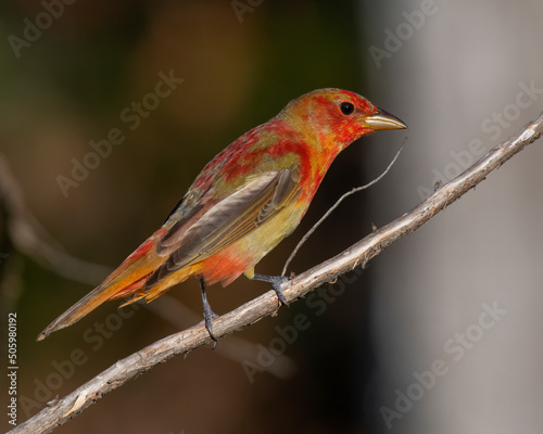 Immature male Summer Tanager