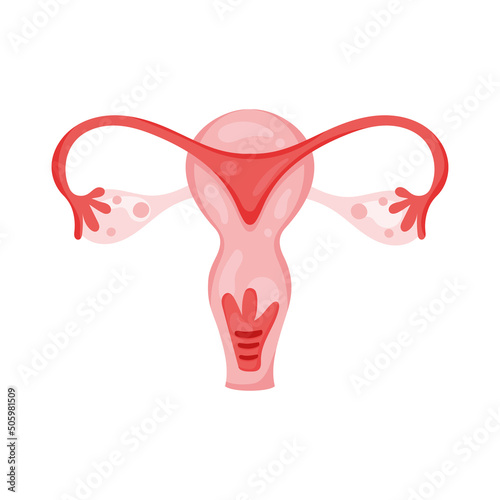 uterus female organ