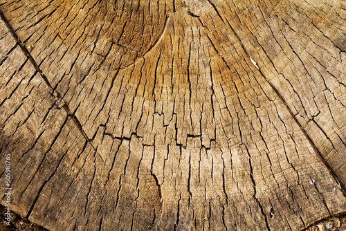 cracked slice of poplar trunk background
