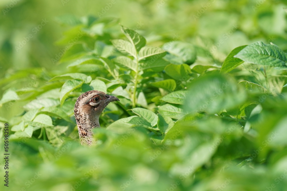 common pheasant in a field common pheasant in a field