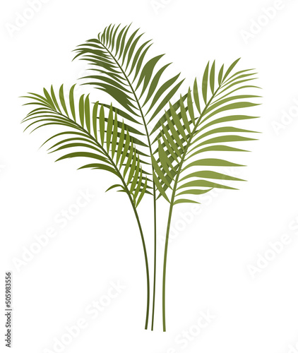 Tropical plant icon. Beautiful palm branches with long leaves and thin stems. Environment and nature. Design element for banners. Cartoon realistic vector illustration isolated on white background