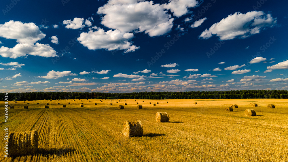Sheaves of wheat on a picturesque field under a blue sky during the harvest