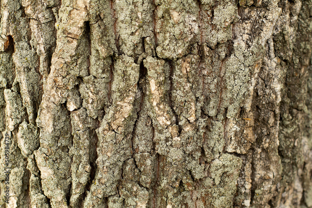 tree bark with moss on spring background tree bark with moss on spring background