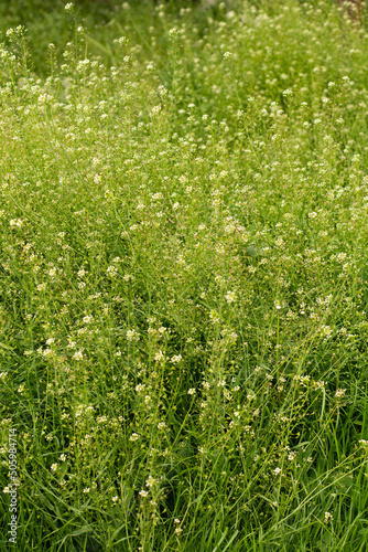 spring meadow with buckthorn and green grass background