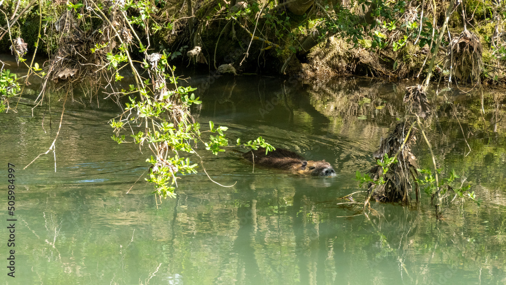 Nutria swimming in a short of water, on a beautiful spring day