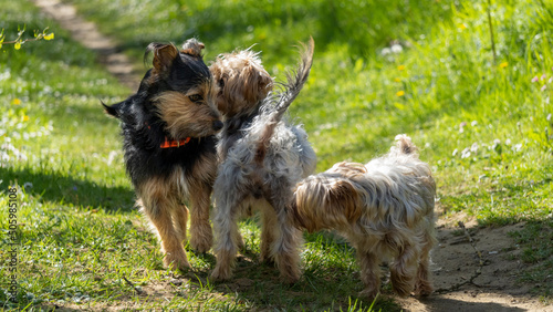 Meeting between three dogs, during a walk in the middle of green nature, on a sunny day © Natura