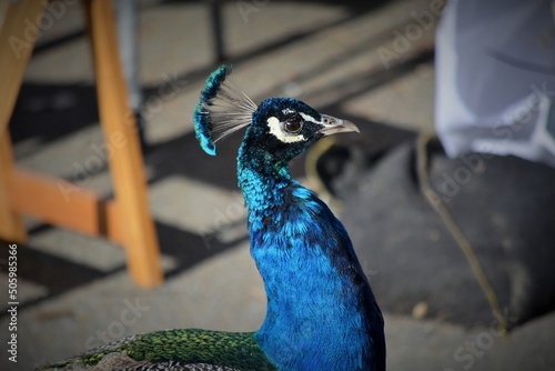 portrait of a peacock
