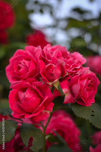 A close up of a bundle of red roses with green leaves and some small areas of blue sky in the background