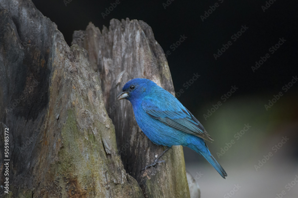 An Indigo Bunting is at our bird feeder in Windsor in Upstate NY.  Brith blue bird eating seed.
