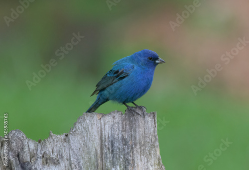 An Indigo Bunting is at our bird feeder in Windsor in Upstate NY.  Brith blue bird eating seed. © Chet Wiker
