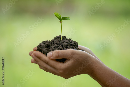 In the hands of trees growing seedlings. Green Background Female hand holding tree on nature field grass Forest conservation concept