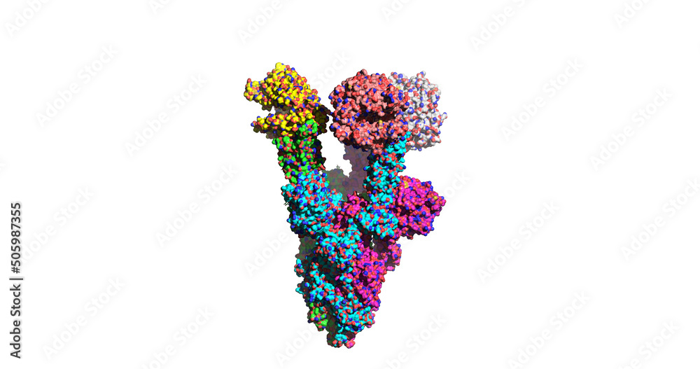 SARS-CoV-2 Omicron mutant spike protein bound to human ACE2 receptor SARS-CoV-2 Omicron mutant spike protein bound to human ACE2 receptor