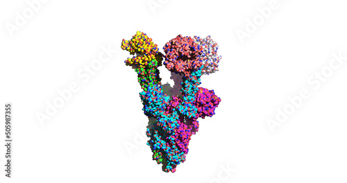 SARS-CoV-2 Omicron mutant spike protein bound to human ACE2 receptor photo