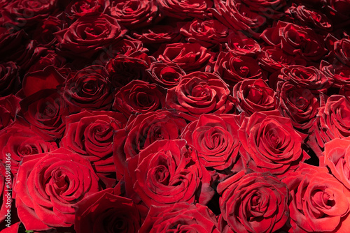 Many blooming red roses with romantic lighting