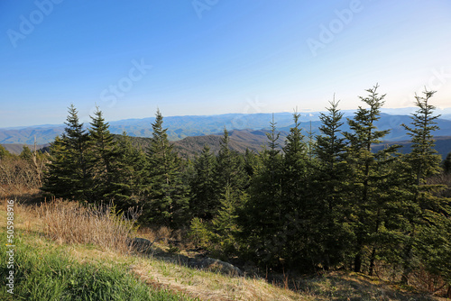 Spruce trees on Clingman Dome - Great Smoky Mountains National Park, Tennessee