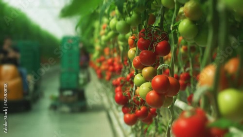 Tomato clusters are in foreground in focus within a working greenhouse environment. photo