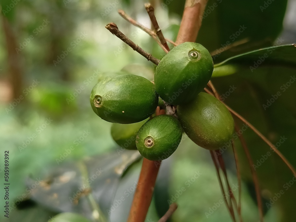 Green coffee beans in plantations in the Magelang area which later will turn blackish red which indicates when they are ripe Green coffee beans in plantations in the Magelang area which later will turn blackish red which indicates when they are ripe