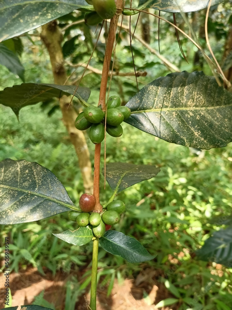 Fototapeta premium Green coffee beans in plantations in the Magelang area which later will turn blackish red which indicates when they are ripe