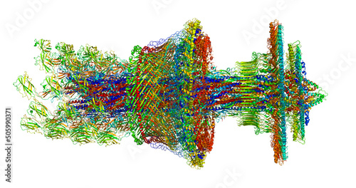 Flagellar motor-hook complex, natural nanomachine, 3D molecule photo