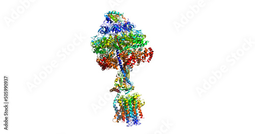 MITOCHONDRIAL ATP SYNTHASE, molecular machine, 3D molecule photo