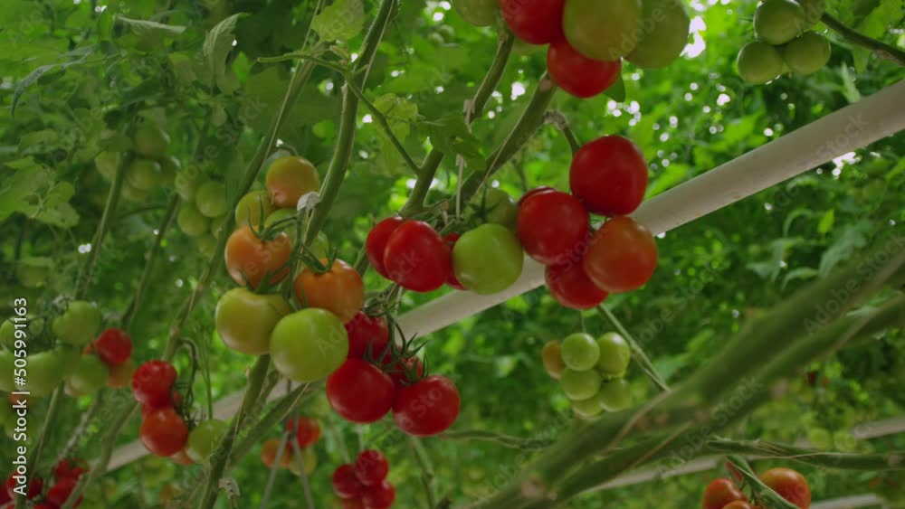 A sliding shot under grown tomato clusters in a modern greenhouse. A sliding shot under grown tomato clusters in a modern greenhouse.