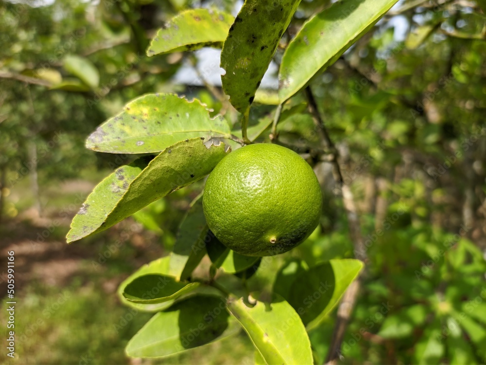 Lime fruit (Citrus × Aurantiifolia) in the morning Lime fruit (Citrus × Aurantiifolia) in the morning