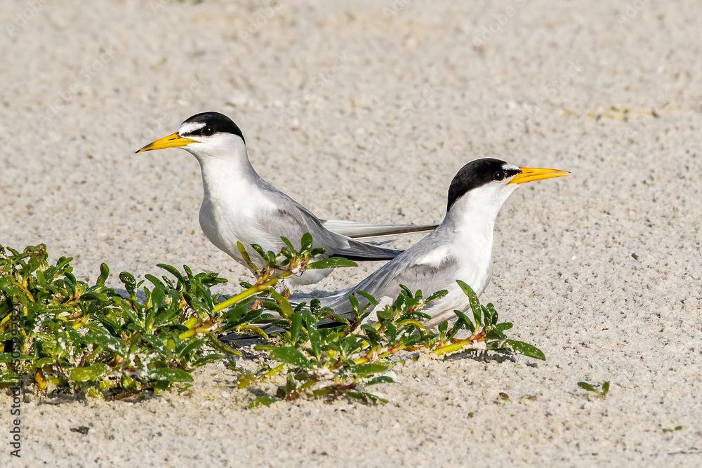Least terns guarding the nest Least terns guarding the nest