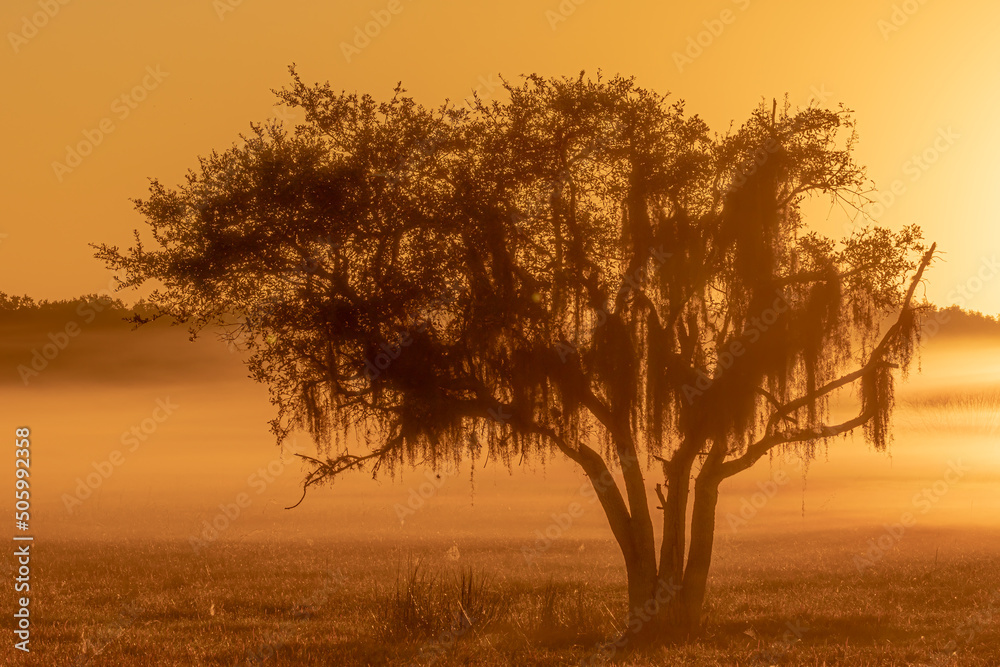 Early morning sunrise on a foggy morning in Florida