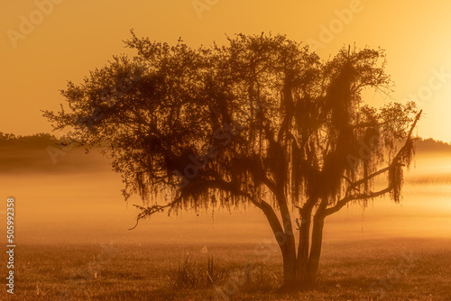 Early morning sunrise on a foggy morning in Florida © Karyn