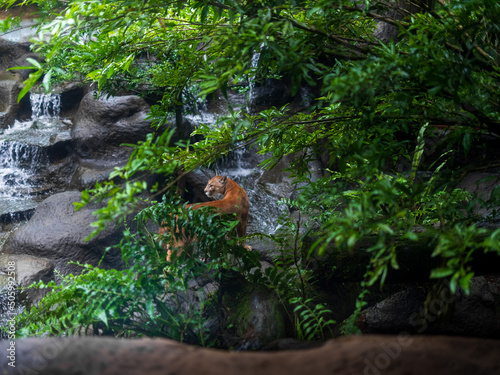 Puma walking among the waters of a small waterfall in central america 