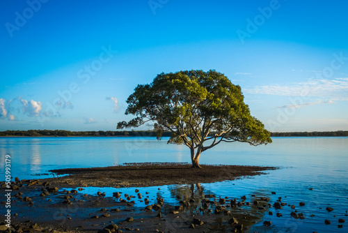 One tree surrounded by blue water with reflection and blue sky at Brighton, Queensland, Australia.  photo