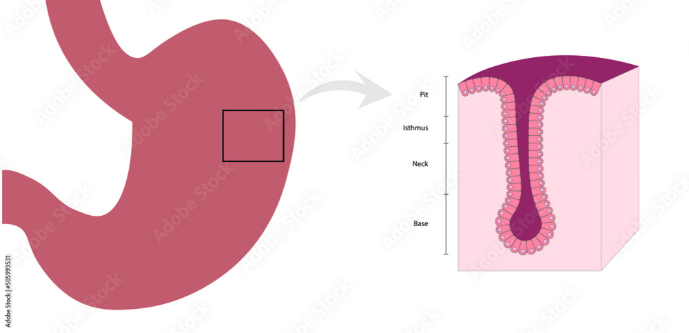 Gastric Stem Cells illustration in the Corpus. Gastric glands and their ...