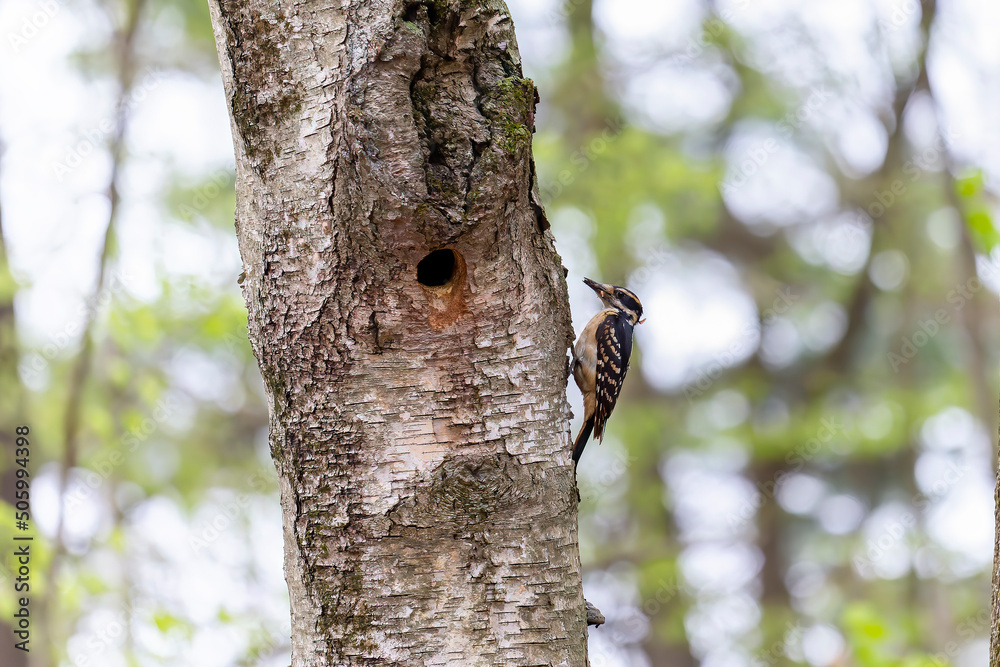 The hairy woodpecker (Leuconotopicus villosus). Natural scene from Wisconsin state park during nesting. The hairy woodpecker (Leuconotopicus villosus). Natural scene from Wisconsin state park during nesting.