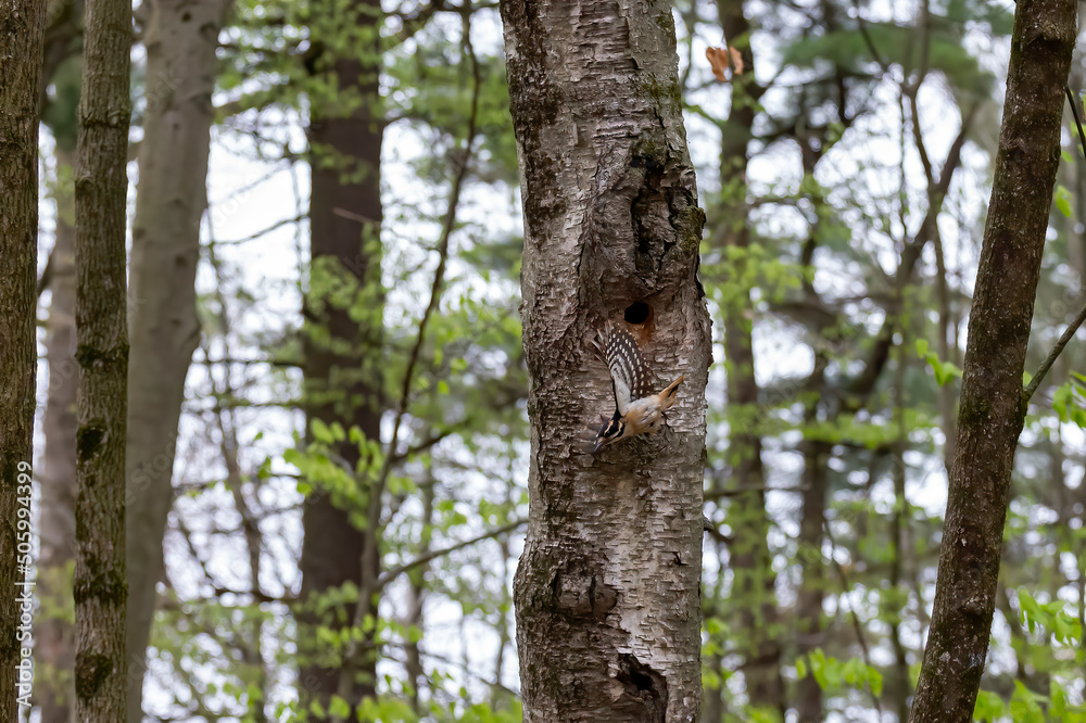 The hairy woodpecker (Leuconotopicus villosus) flying out of the nest cavity The hairy woodpecker (Leuconotopicus villosus) flying out of the nest cavity