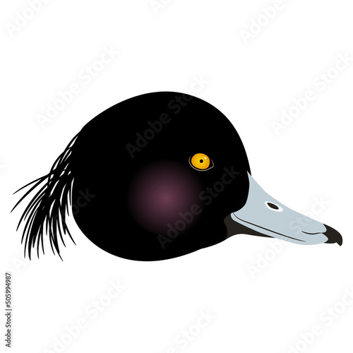 Head of a male Tufted Duck bird. Aythya fuligula. Animal design. Isolated vector illustration.
