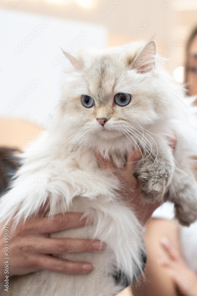 cat with blue eyes in hands