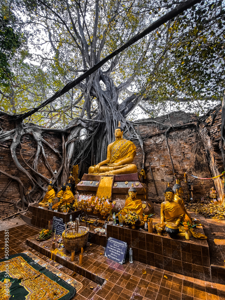 Wat Sai temple ruin covered by banyan tree roots, in Sing Buri Thailand