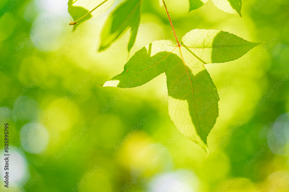 葉っぱ 木 緑 自然 葉っぱ 木 緑 自然
