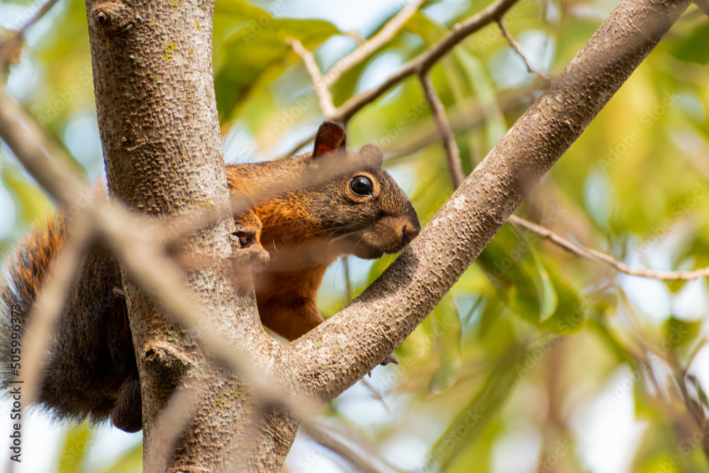 squirrel playing in the branches of a tree