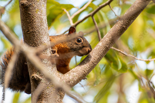 squirrel playing in the branches of a tree © cesarardila.stock