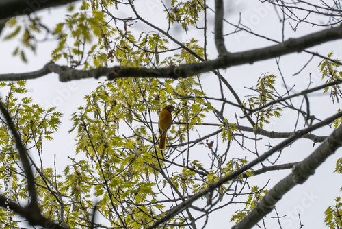 Old World oriole bird resting on a tree branch at Point Pelee, Ontario, Canada after flying over Lake Erie migrating from the south during spring 2022 © Leonard Michael C