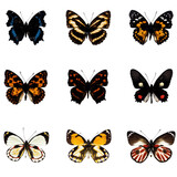 butterfly series with  9 collected samples on each file. All png files without background. 
