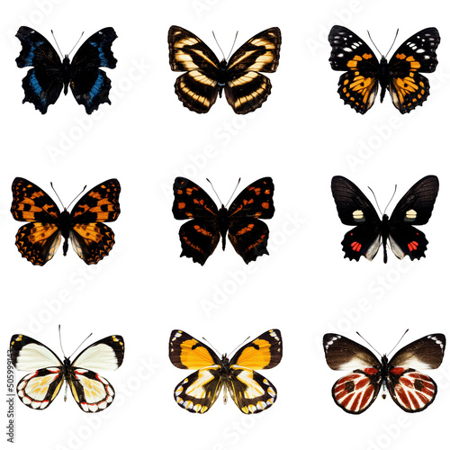 butterfly series with  9 collected samples on each file. All png files without background. 
